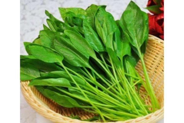 菠菜生长在什么环境中呢 菠菜多少钱一斤呢