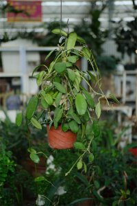 ​心叶球兰怎么养