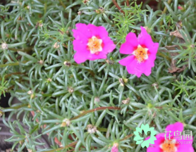 ​半枝莲的功效与作用（清热解毒 利尿消肿）