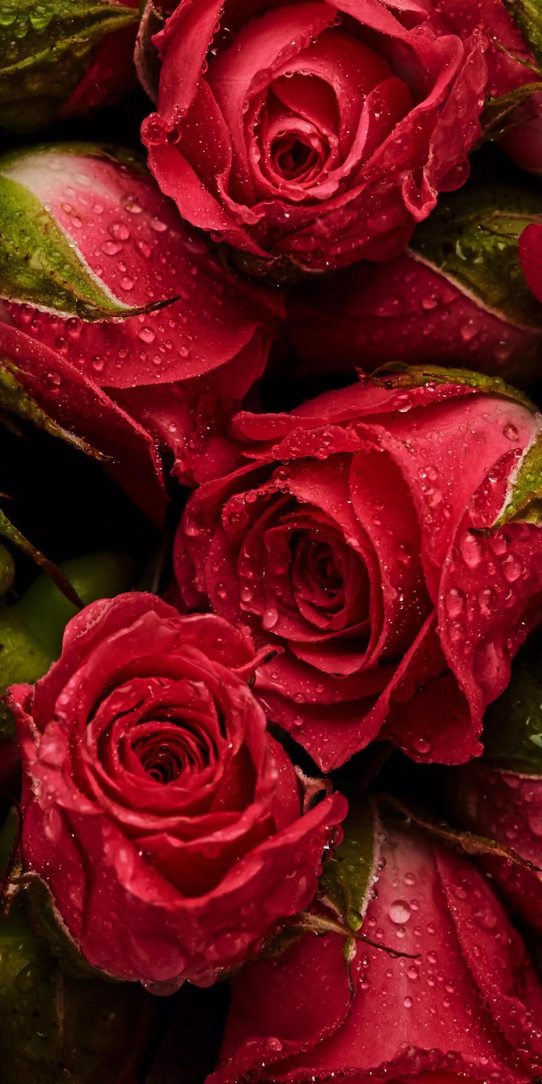 金玫瑰花语是什么（不同颜色玫瑰花的花语）