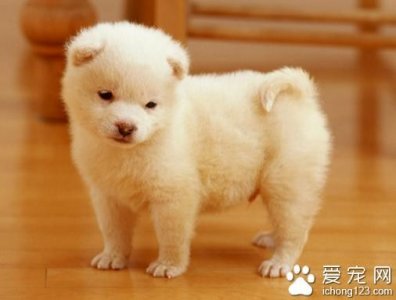 ​狗狗为什么打喷嚏呢（狗狗打喷嚏的几种常见现象）