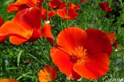 ​花菱草的花语是什么呢 花菱草的种植有什么注意呢