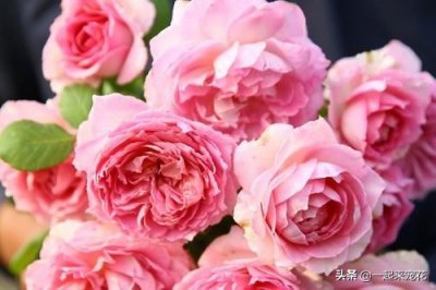 ​推荐8款月季，好养又好看，耐开抗性好，值得拥有