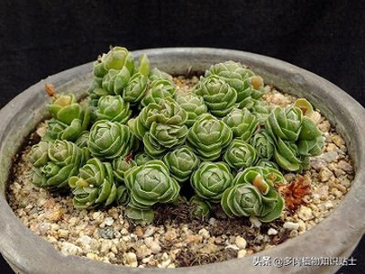 ​青锁龙养护小贴士，冷门的多肉，有冷门的玩法