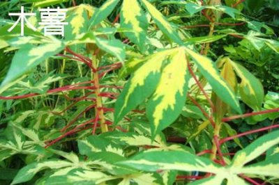 ​木薯和红薯的区别