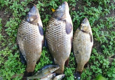 ​鲤鱼汤怎么炖家常好吃？