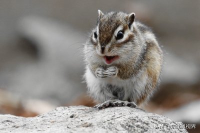 呆萌可爱 会刷表情包的花栗鼠