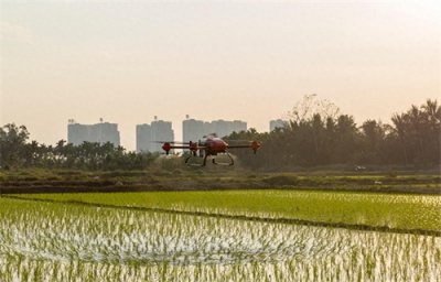 ​多效唑除了控旺增产，还有很多大作用！一文带你全面了解多效唑