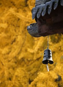 ​#赏银杏好去处#绝美的9个银杏古村，藏着国内最美的...