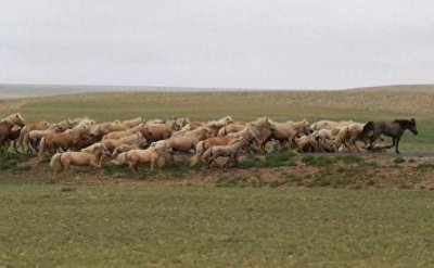 ​甘其毛都黄骠马文化节，精彩