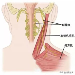 ​副神经解剖与损伤