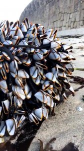 ​鹅颈藤壶是什么东西（鹅颈藤壶的形状习性）