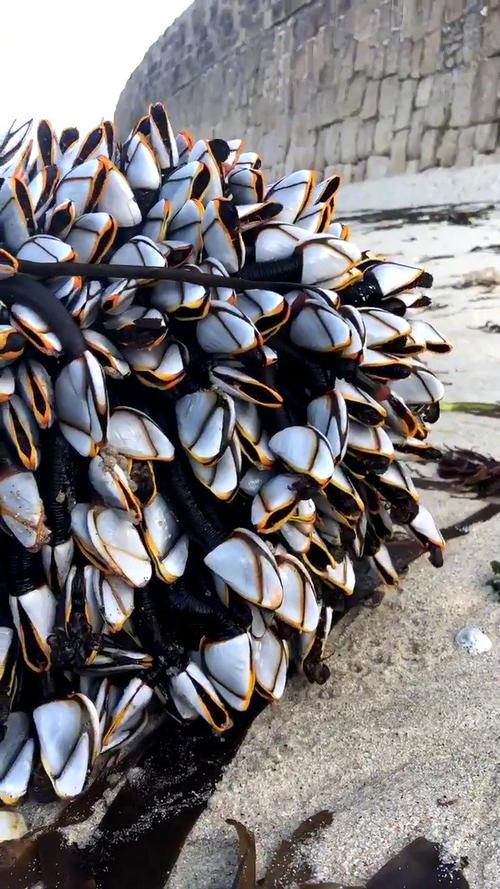 鹅颈藤壶是什么东西（鹅颈藤壶的形状习性）