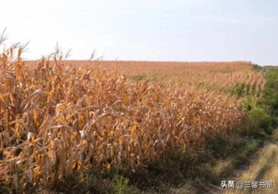 ​太气人了！一群农村大爷大妈坐在玉米地的旁边，盼着种玉米的主人