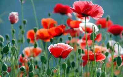 ​＂毒品的危害及预防：认识毒品，珍爱生命＂