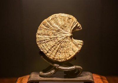 ​逐渐消失的野生沉香