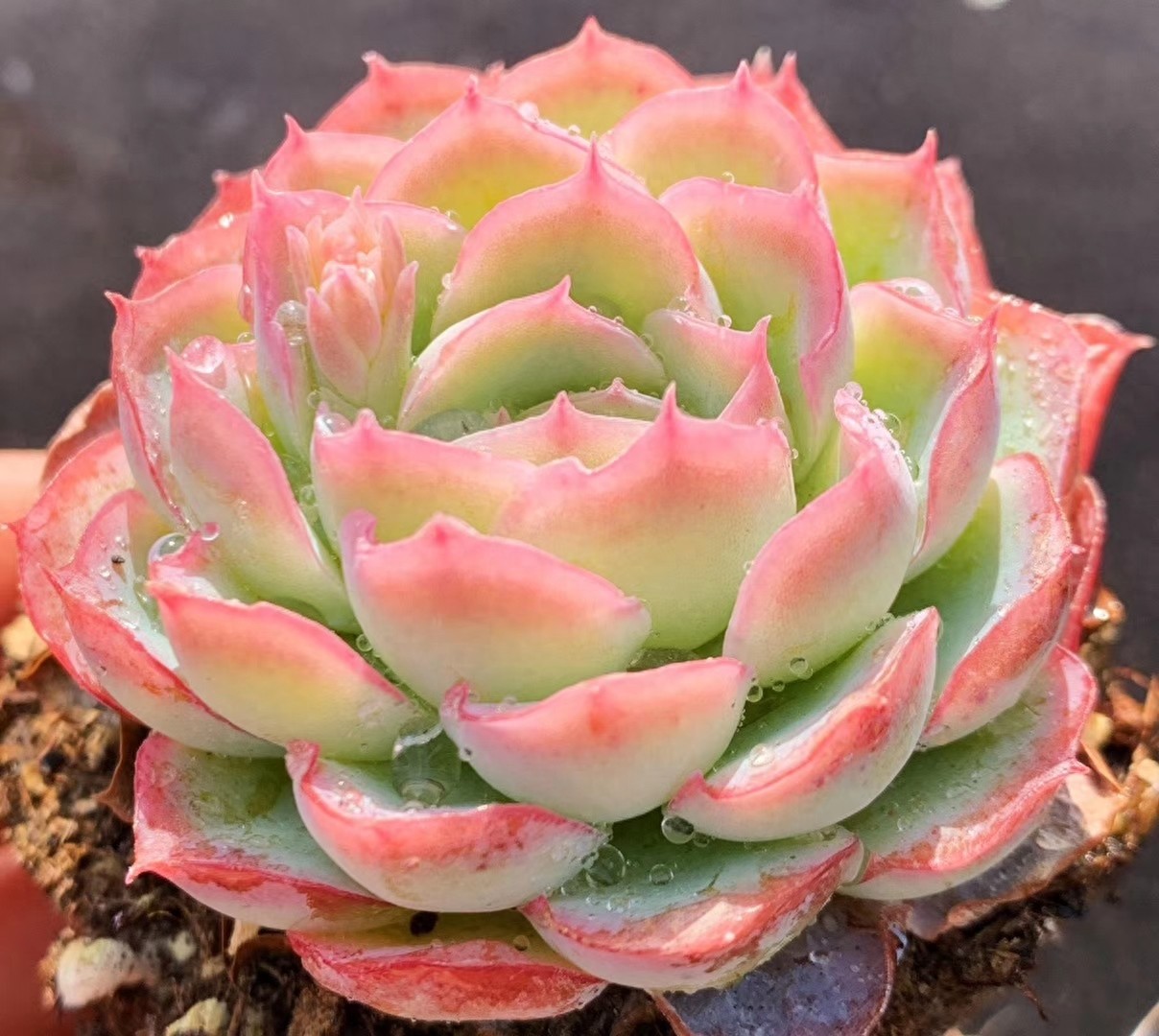 月影多肉品种中最受欢迎月影系列，杂交播种，每一种都那么好看