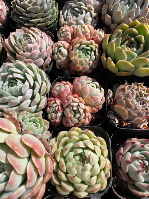 月影多肉品种中最受欢迎月影系列，杂交播种，每一种都那么好看