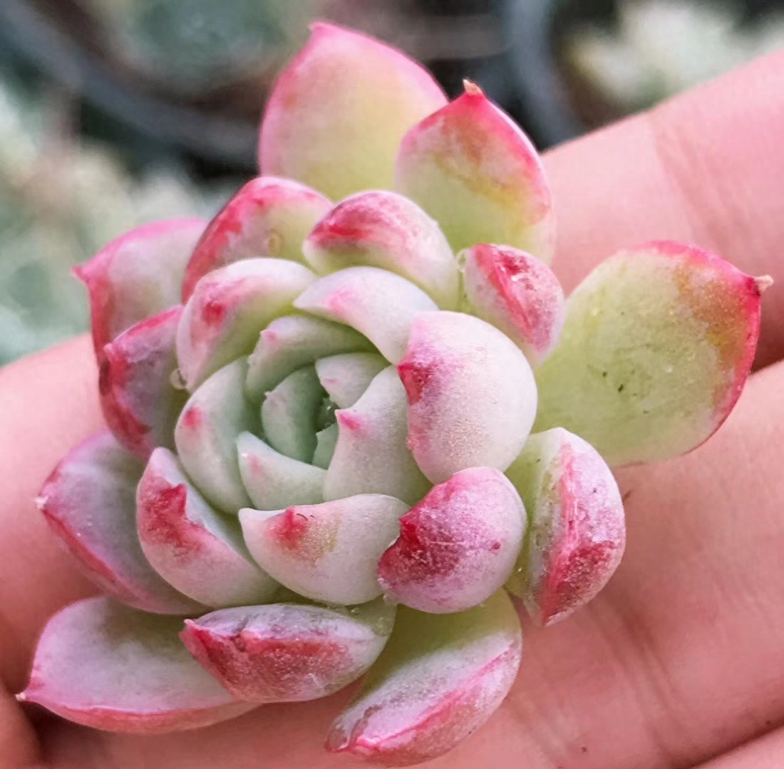 月影多肉品种中最受欢迎月影系列，杂交播种，每一种都那么好看