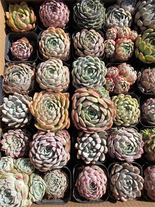 月影多肉品种中最受欢迎月影系列，杂交播种，每一种都那么好看