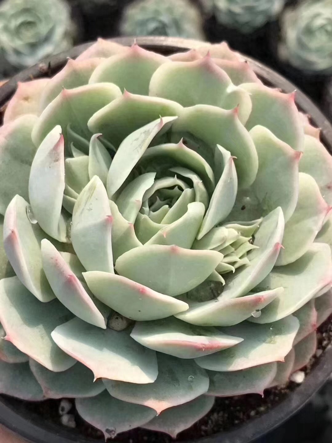 月影多肉品种中最受欢迎月影系列，杂交播种，每一种都那么好看