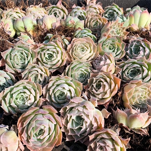 月影多肉品种中最受欢迎月影系列，杂交播种，每一种都那么好看