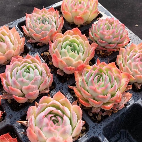 月影多肉品种中最受欢迎月影系列，杂交播种，每一种都那么好看