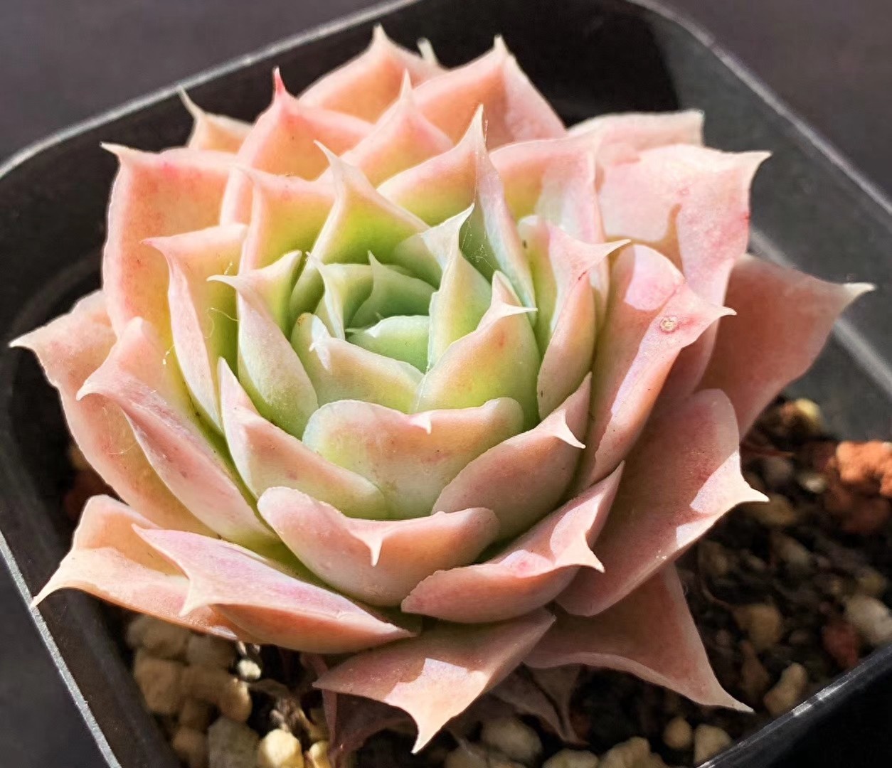 月影多肉品种中最受欢迎月影系列，杂交播种，每一种都那么好看