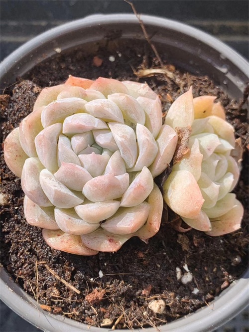 月影多肉品种中最受欢迎月影系列，杂交播种，每一种都那么好看