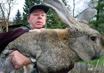 ​澳大利亚野兔成灾，体重达百斤，为何没人吃？本地人：吃不过