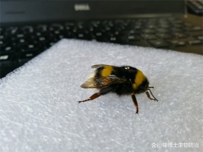 ​「FENG问答」熊蜂的种类有哪几种？