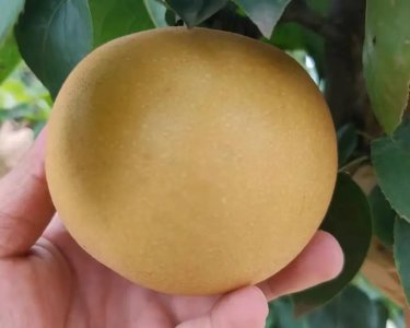 ​暴富梦破灭，不守规矩乱了市场，秋月梨被迫“烂大街”？