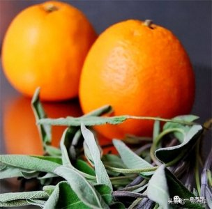 ​中东鼠尾草，不只是一种香料，也是巴勒斯坦的象征