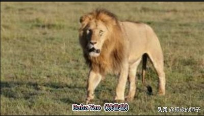 ​六勇士雄狮联盟