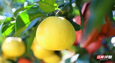 ​三湘里的丰收季丨茶陵这种别致的葡萄柚，您尝过吗？