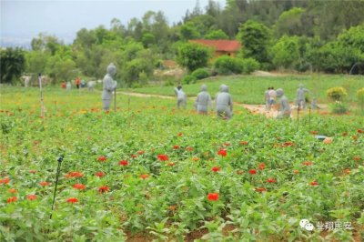 ​厦门人，翔安香山花海来袭！百日草五色缤纷，你看了没有？