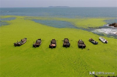 ​青岛连续15年被“绿”，浒苔成灾原因何在？