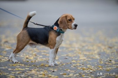 ​“爱狗人士”何时成为了讽刺？真不是伪爱狗人士在捣乱？