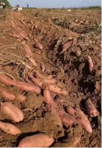 ​河南济源：“红”领大峪 “薯”我最甜