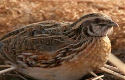 ​鹌鹑价格多少钱一只