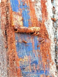 ​黑奇楠还是白奇楠之谜